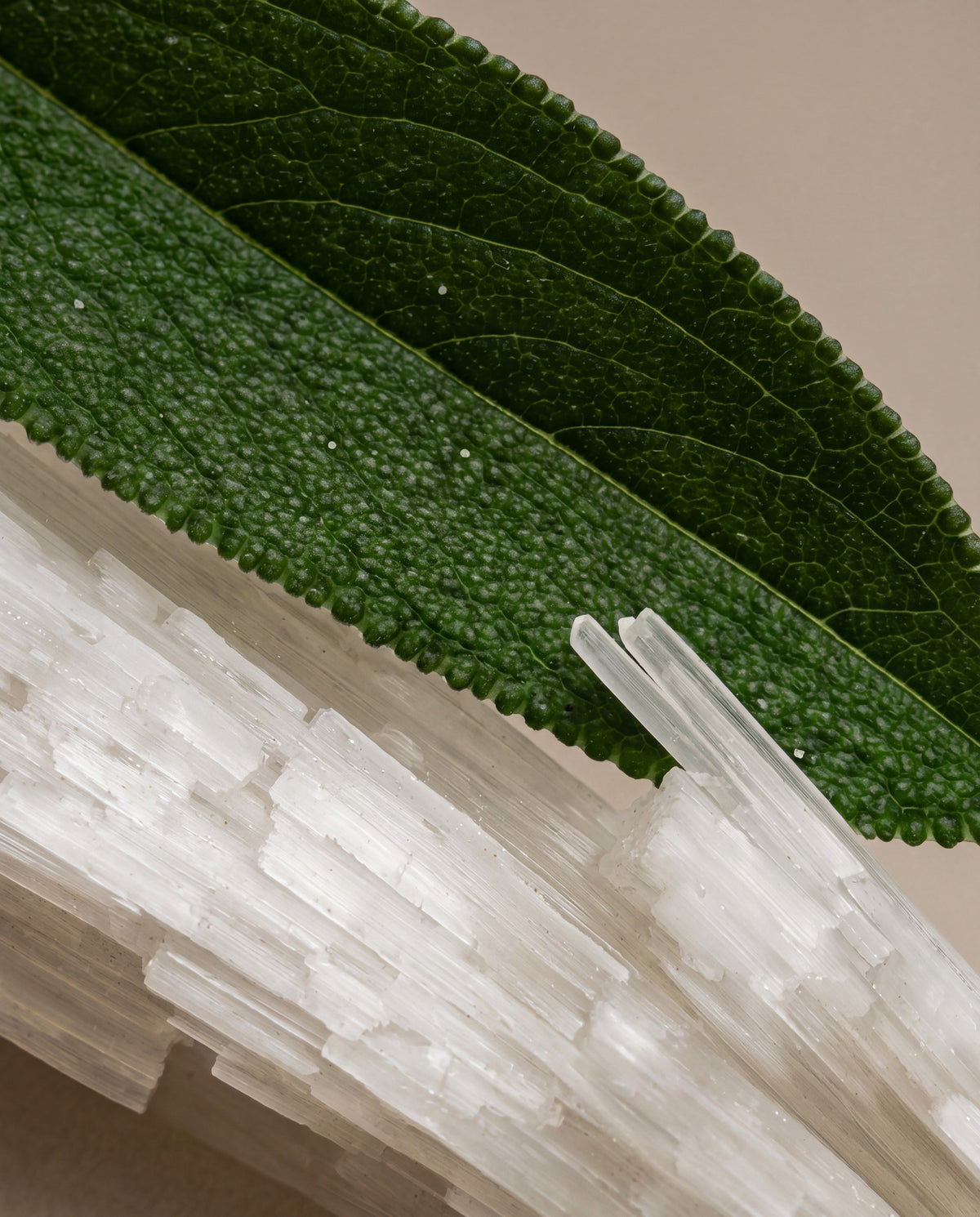 Sea Salt & Sagewood scent notes: a sage leaf across sea salt crystals