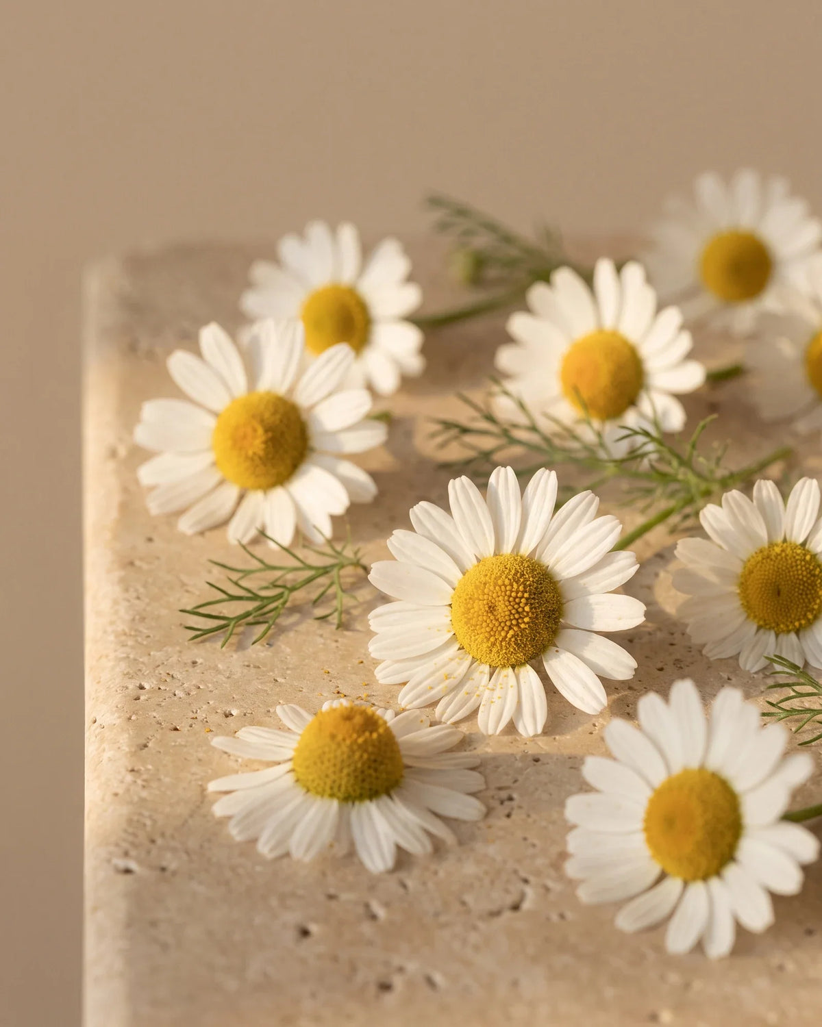 Fresh chamomile flowers scattered on warm bone travertine — the soft, apple-like scent of Delune Chamomile Roman Pure Essential Oil