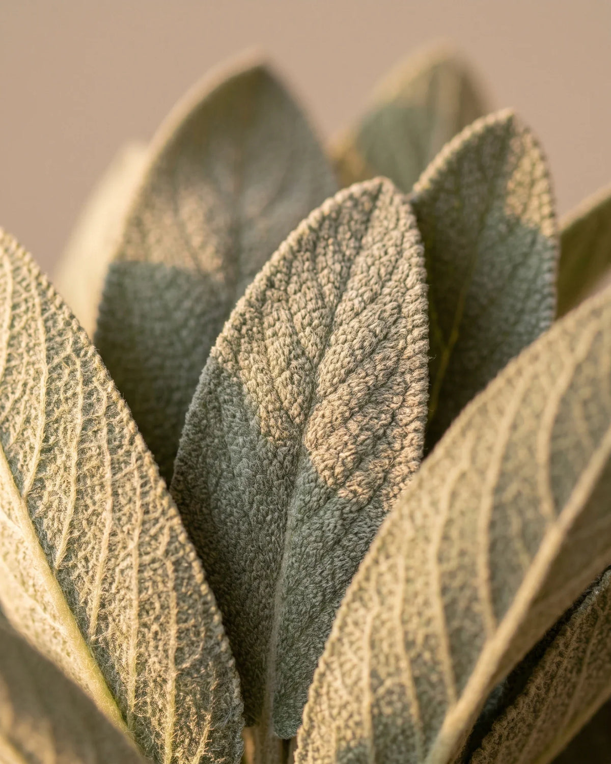 Close-up of soft, velvety silver sage leaves in grazing warm light — the herbal, camphorous scent of Delune Common Sage Pure Essential Oil