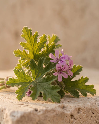 Fresh rose geranium leaves and soft pink flowers on warm travertine — the rosy, green scent of Delune Geranium Pure Essential Oil