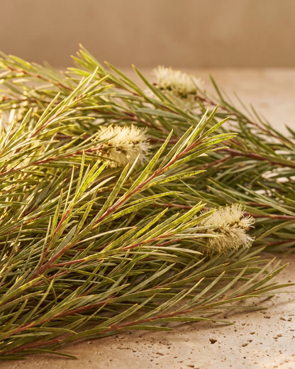Fresh tea tree (Melaleuca) branches with fine needle leaves and cream bottlebrush flowers on warm travertine — the clean, herbal scent of Delune Tea Tree Pure Essential Oil