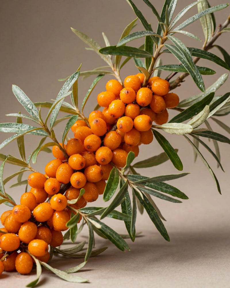 Delune Virgin Seabuckthorn Fruit Oil botanical still life