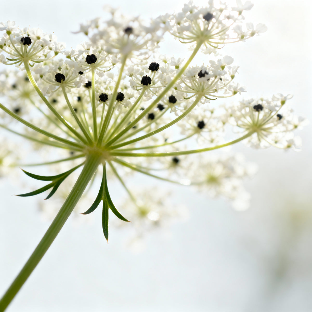 Wild Carrot (Vital Glow) Active Serum Booster