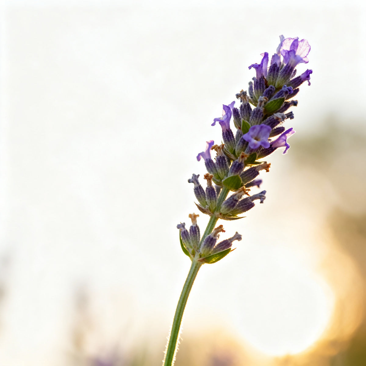 Jojoba + Lavender (Clogged Pores) Active Serum Booster